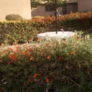 A lush garden with vibrant flowers and greenery.