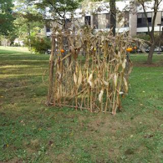 A structure made of dried corn stalks set in a green lawn.