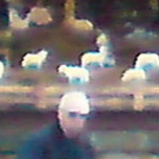 A person in sunglasses standing near a fence with sheep in the background.