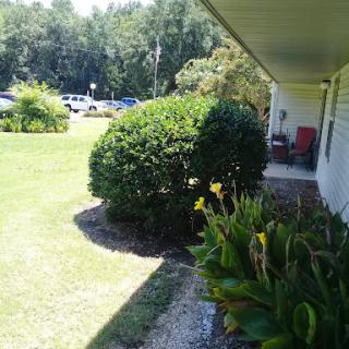 A sunny outdoor view showcasing well-maintained greenery and flowers near a house.