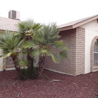 A single-story house with a palm tree in the front yard, featuring desert landscaping and brick exterior.