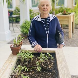 An elderly person standing by a raised garden bed with plants.