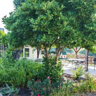 A lush garden with trees and a patio area equipped with benches.