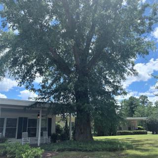 A large tree providing shade in a peaceful residential setting.