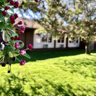 A close-up of blooming flowers with a sunny garden and house in the background.