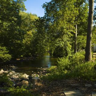 A serene forest scene with a river flowing through lush greenery.