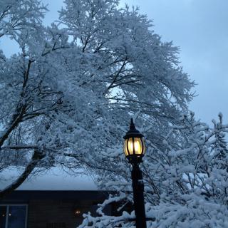 A snowy winter scene featuring a lamp post illuminating a tree covered in snow.