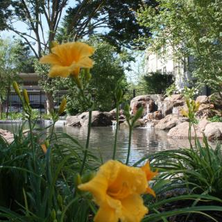 A tranquil garden scene featuring yellow flowers by a pond with rocks and lush greenery.