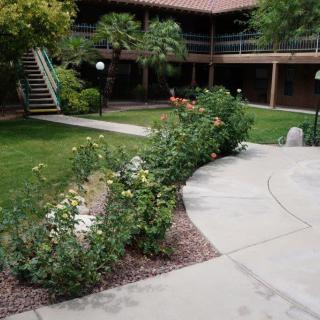A serene courtyard with lush greenery and a winding pathway leading through the garden.