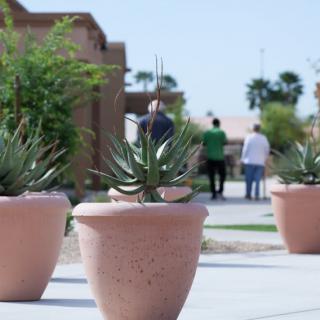 Succulent plants in terracotta pots line a sunlit patio.
