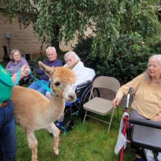 Elderly residents enjoy an outdoor interaction with an alpaca at a nursing home.