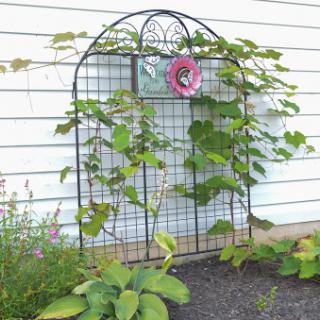A beautiful trellis adorned with climbing vines and a decorative flower in a serene garden setting.