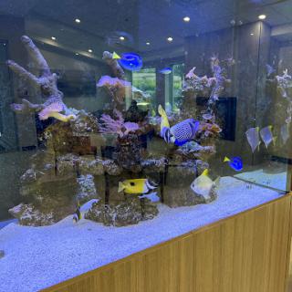 A vibrant aquarium filled with various fish and coral structures.