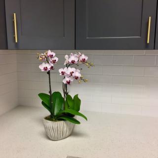 A potted orchid with pink flowers sits on a kitchen counter beneath dark cabinets.
