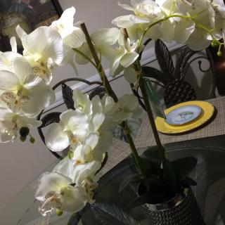 A beautiful display of white orchids on a dining table.