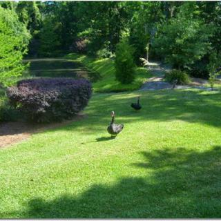 Ducks roaming freely in a lush green park.