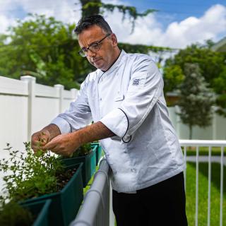 A chef tends to his herb garden outdoors.