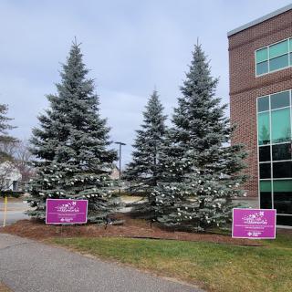 Two evergreen trees with festive signage beside a modern building.