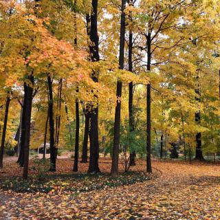A scenic view of a forest with vibrant autumn colors.