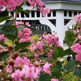 A vibrant display of pink flowers in a garden, with a charming gazebo in the background.