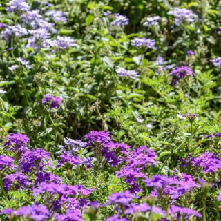 A vibrant garden scene showcasing purple and lilac flowers amidst lush green foliage.