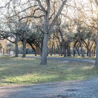 A serene park scene with tall trees and a winding path illuminated by soft sunlight.