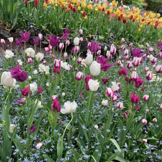 A vibrant display of tulips in various colors blooming in a lush garden.
