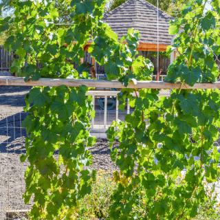 Sunlit grapevines growing on a fence in a garden.