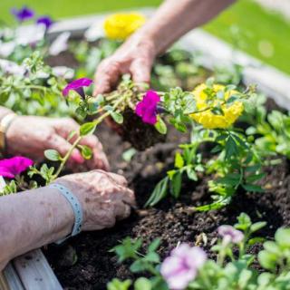People planting flowers in a garden.