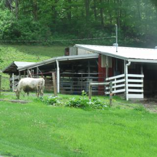 A horse standing near a barn surrounded by lush greenery.
