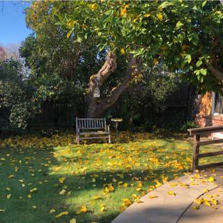 A sunny backyard garden with a wooden bench under a tree, surrounded by fallen leaves.