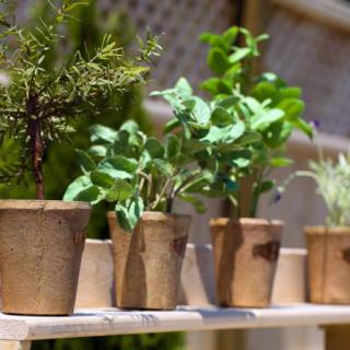 A row of various herbs growing in pots on a sunny outdoor shelf.