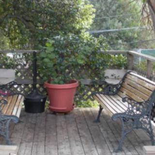A peaceful patio setting with two benches and a large potted plant on a wooden deck.