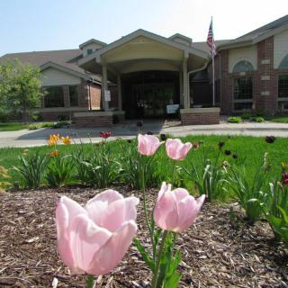 A garden with pink tulips in front of a large building.