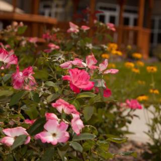 A vibrant garden with pink roses in the foreground and a building in the background.
