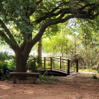 A serene park setting with a wooden bridge under a large tree.