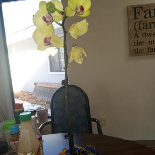 A beautiful yellow orchid displayed on a table in an indoor setting.