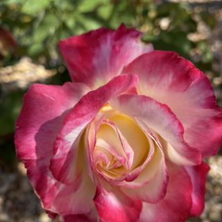 A beautiful pink rose in full bloom, captured in a garden setting.