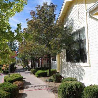 A sunny day outside a house with trees and bushes lining a sidewalk.