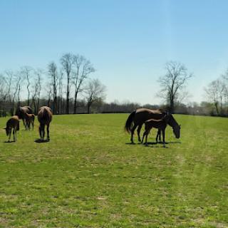 Horses grazing peacefully in a sunlit field.