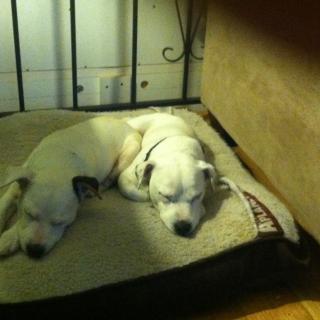Two puppies sleeping peacefully on a dog bed indoors.