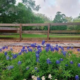A serene view of bluebonnets in bloom with a rustic wooden fence in the background.
