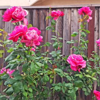 Vibrant pink roses blooming alongside a wooden fence.