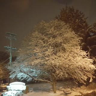 A serene winter night scene with a snow-covered tree illuminated by soft light.