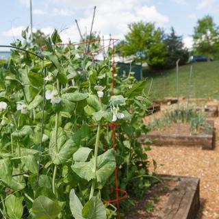 A vibrant vegetable garden with pea plants growing in raised beds on a sunny day.