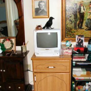 A cozy living room with a small television topped by a decorative raven, surrounded by various pieces of furniture and artwork.