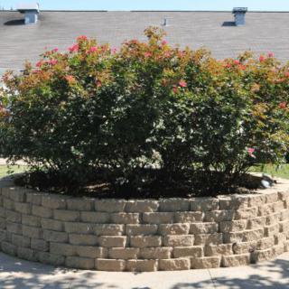 A lush garden bush surrounded by a stone retaining wall.