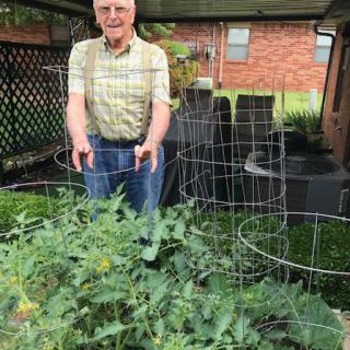 A man tending to his tomato plants in the backyard.