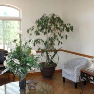 A cozy living room corner with a large indoor plant, a comfortable chair, and a table adorned with a floral arrangement.