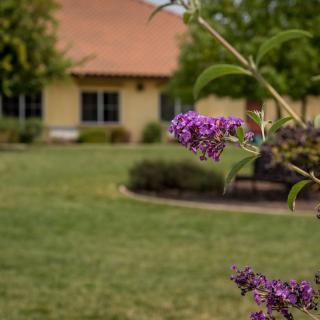 A peaceful garden scene with a focus on a blooming flower in the foreground and a house in the background.